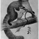 Illustration for article titled Some of the World's Rarest (and Strangest) Creatures